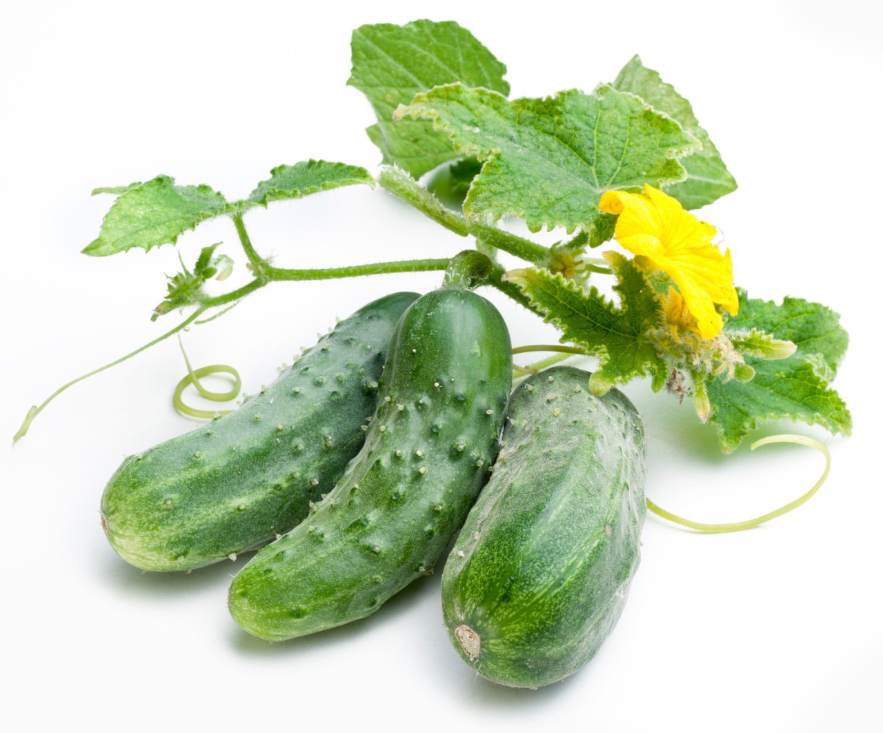 Cucumbers